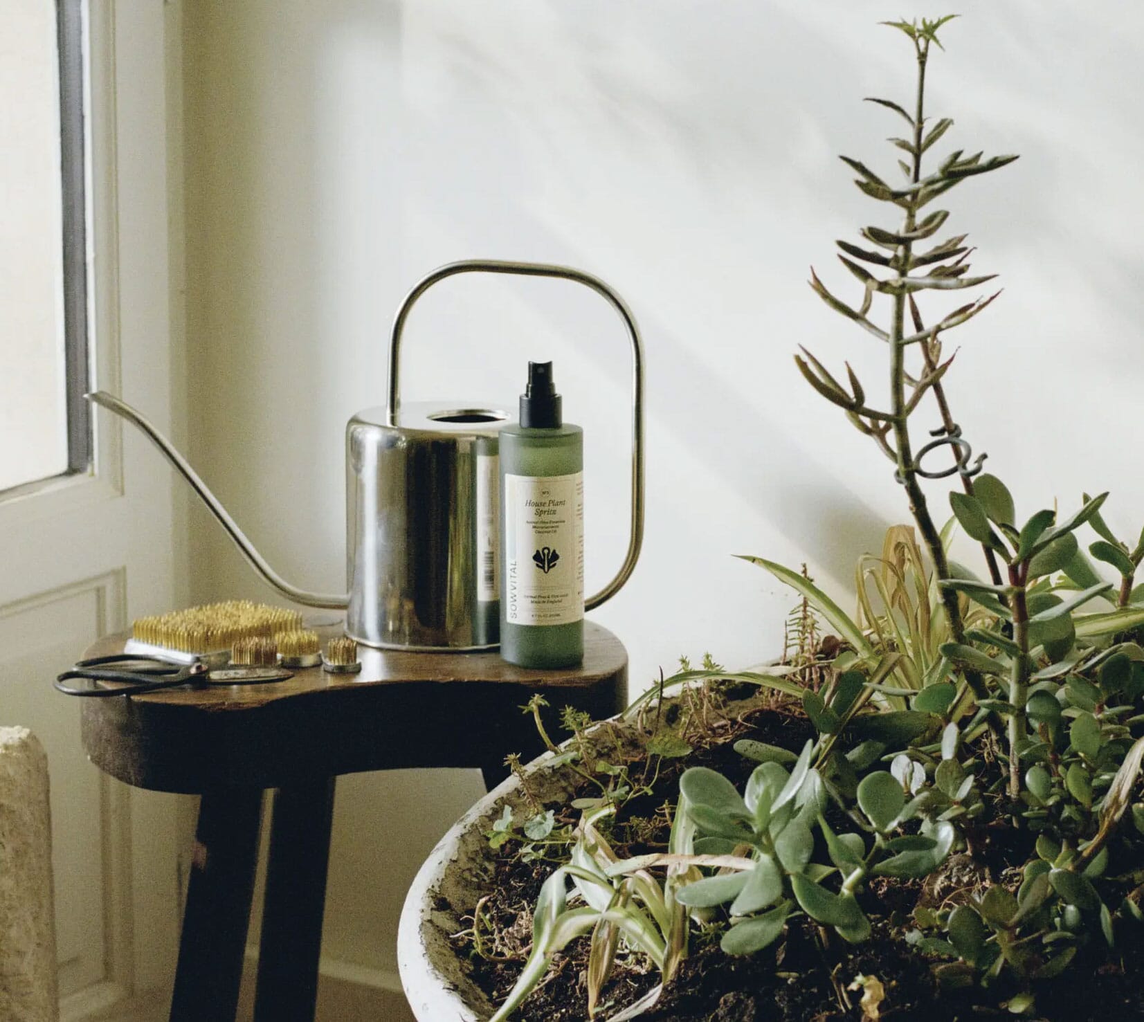 From seed to sprout: Plant wellness products for thriving greens