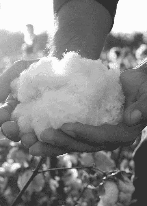 Why Pima Cotton?
