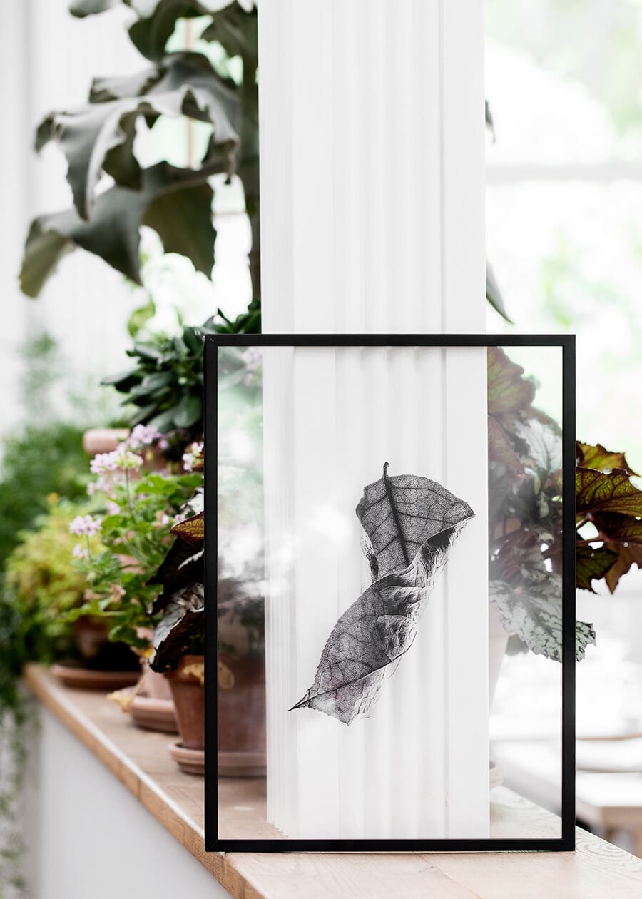 Floating Leaves 3