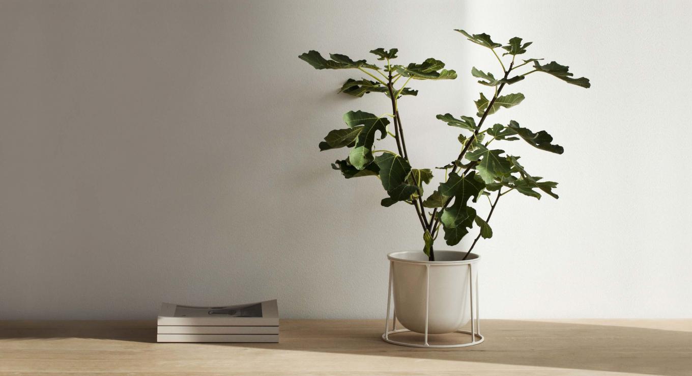 Plant Pots