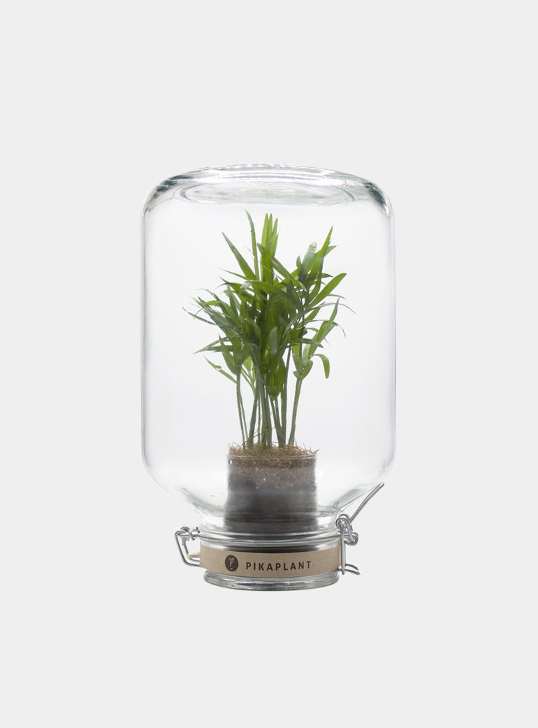 Plant Pots