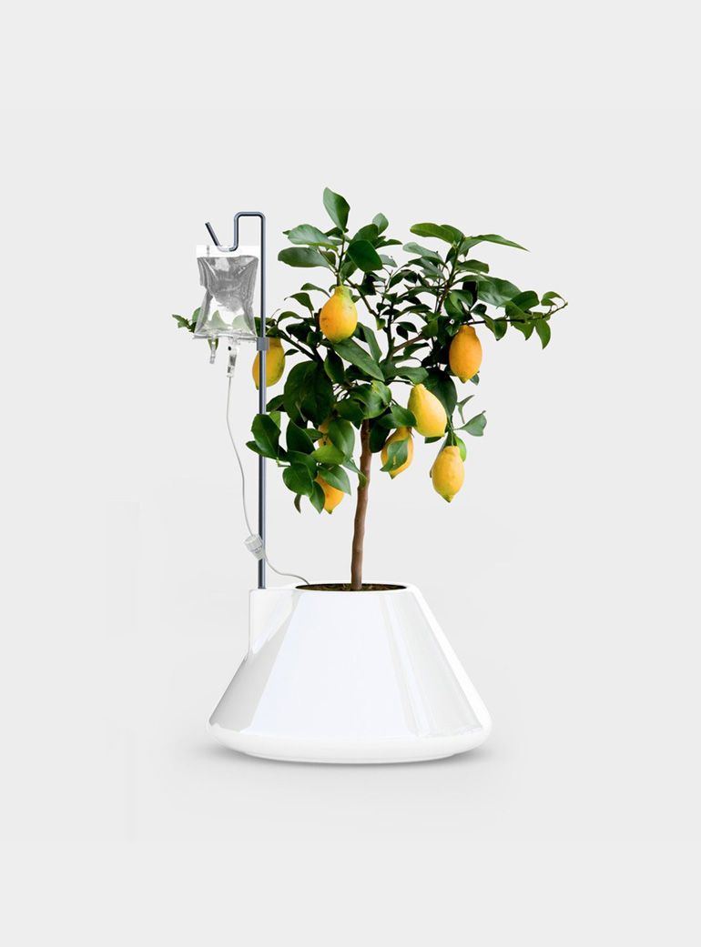 Plant Pots