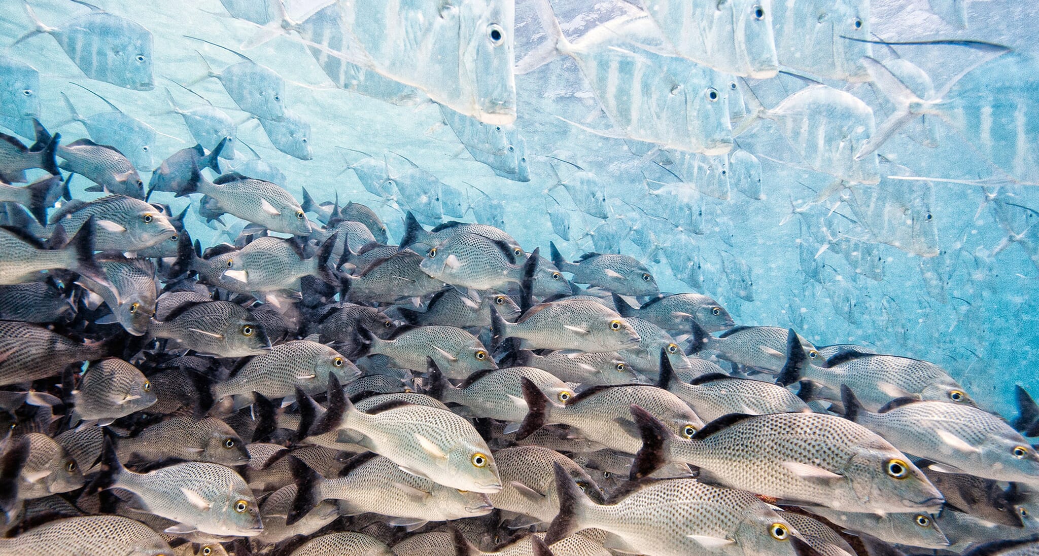 The 2016 Wildlife Photographer of the Year finalists – in pictures