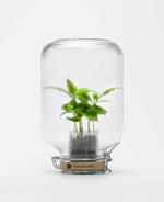 Pikaplant: The House Plants That You Never Need To Water