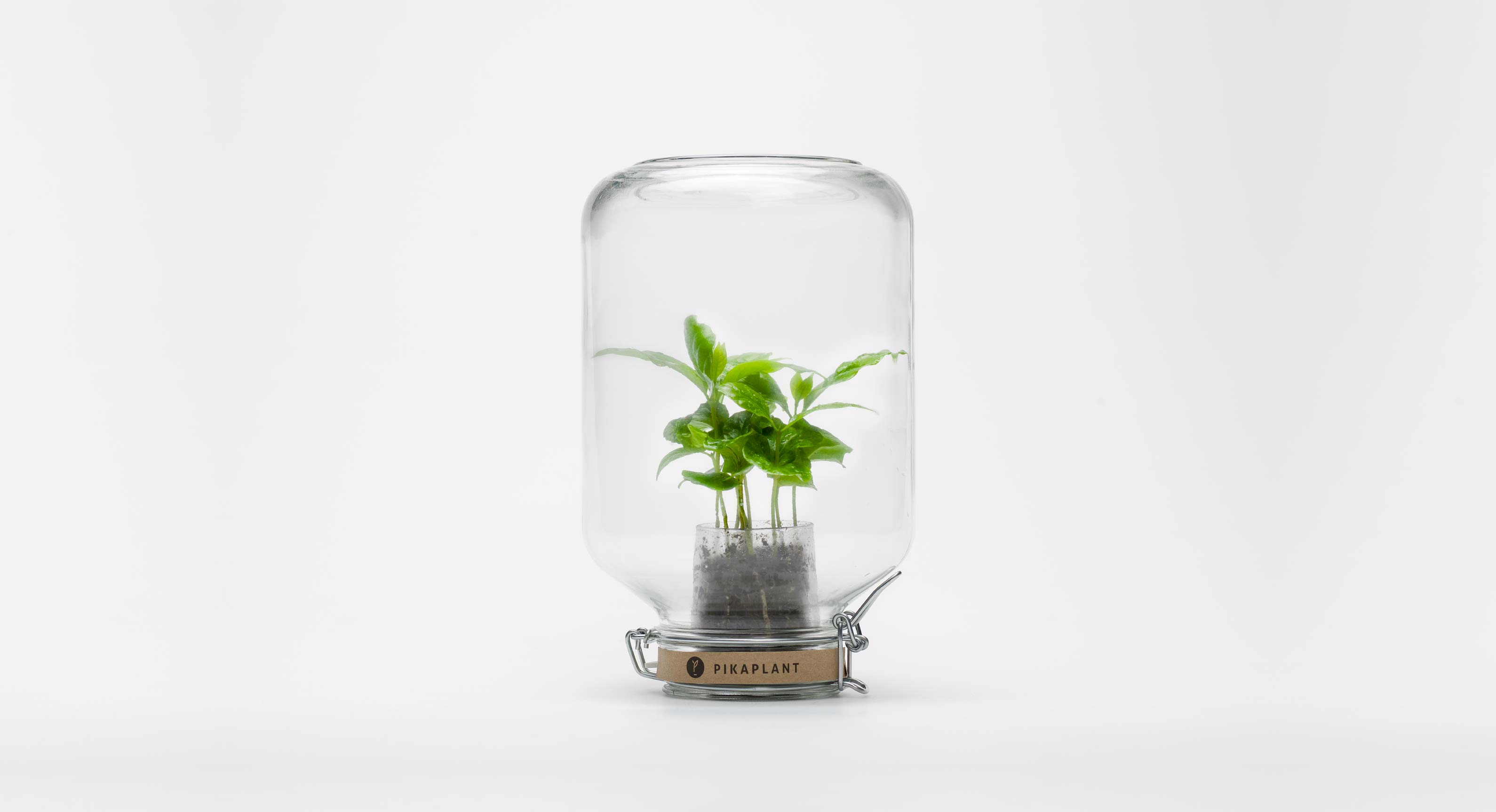 Pikaplant: The House Plants That You Never Need To Water