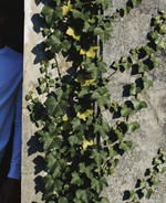 What’s New From Foret Clothing