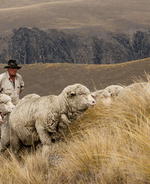 Meet Sheep Inc., the world's first carbon negative fashion brand