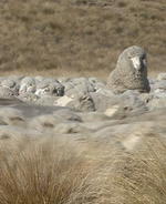 Sheep Inc: The knitwear brand that promises a sheep with every sweater