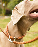 Elevate your dog's walks with these top-notch leads