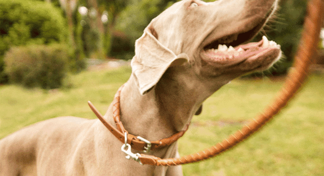 Elevate your dog's walks with these top-notch leads
