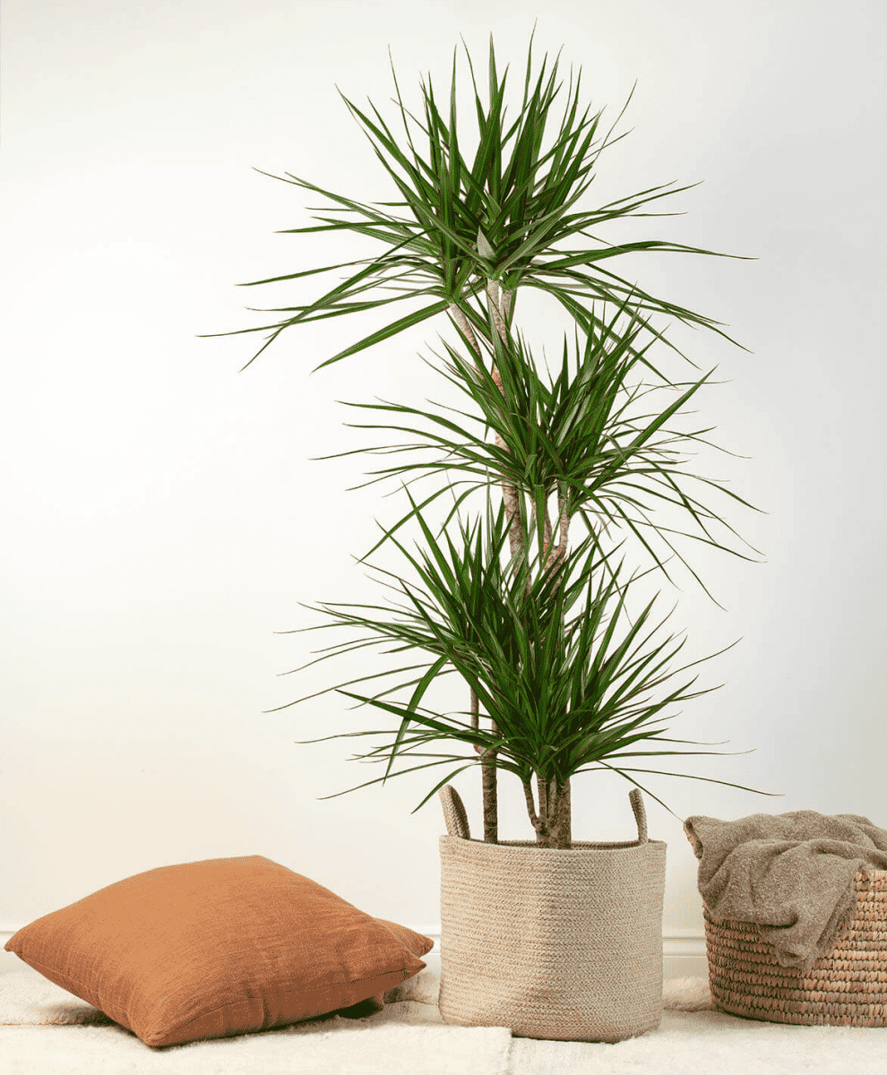 Dragon Tree
Dracaena Marginata