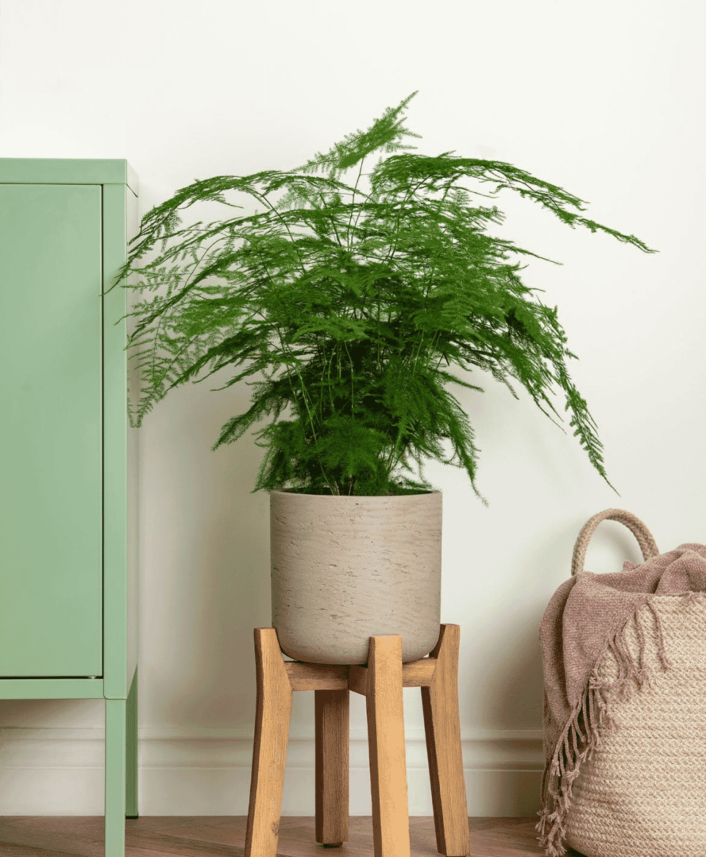Asparagus Fern
Asparagus Plumosus