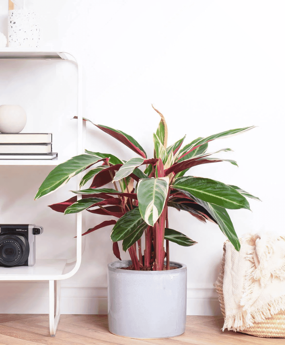 Dragon Tree
Dracaena Marginata
