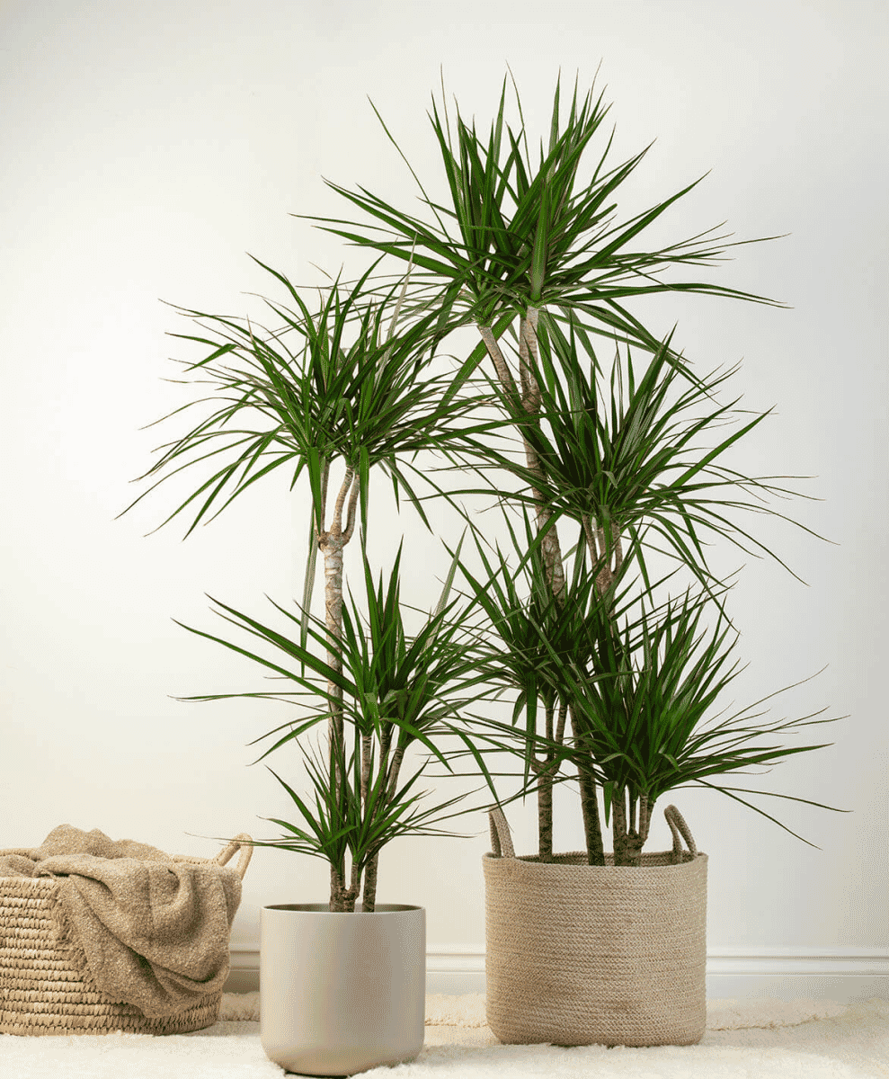 Dragon Tree
Dracaena Marginata
